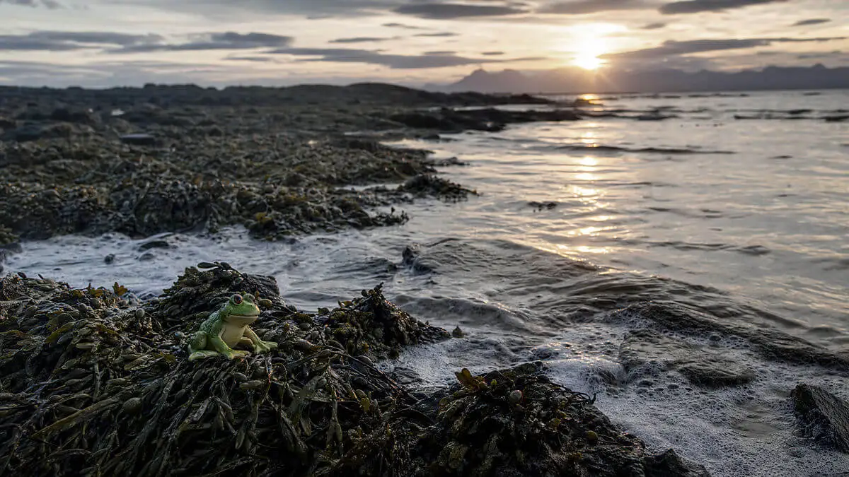 Playa remota en Escocia al atardecer, un solo juguete de rana entre algas en la orilla mojada, espuma fina, estilo fotográfico